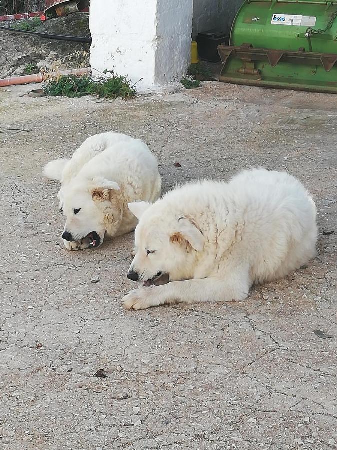 פאסאנו Masseria Ricci מראה חיצוני תמונה